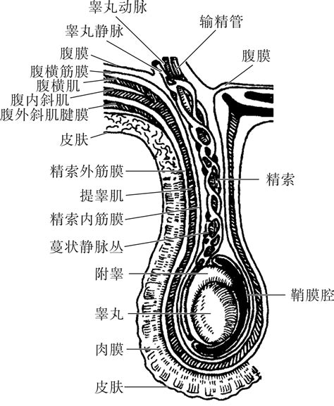 男生生殖器照片|男性外生殖器官